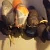 shawnstrock807